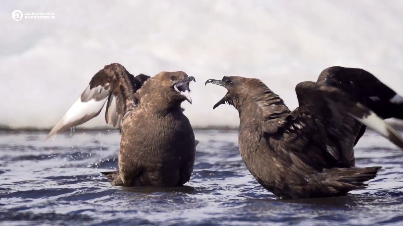 Arctic and Antarctic Birds