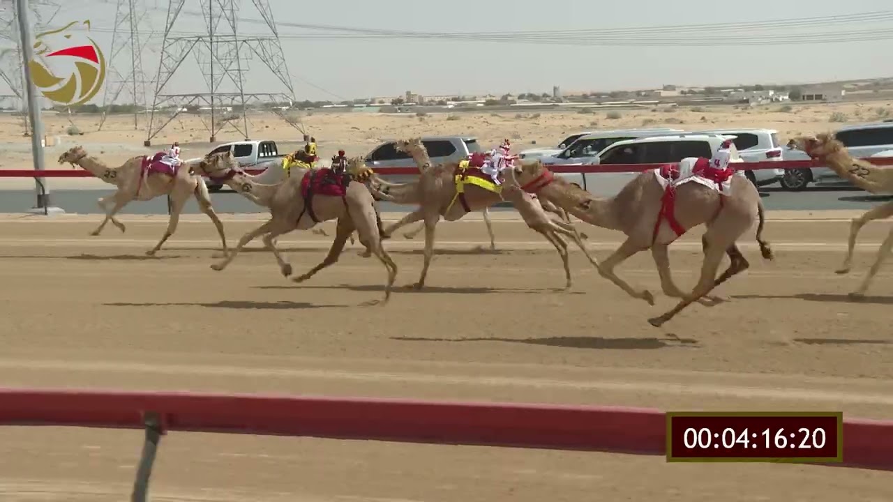 سباق الحقاقة – سيف العرب 01-03-2026 ش1 الغزيل لـ سيف علي عزيز الشريفي 5:53