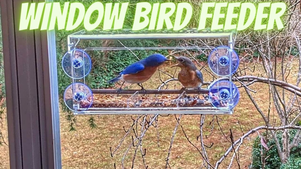 Best Bird Feeder For Window