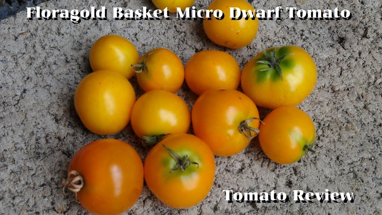 Микрокарликовый томат Floragold Basket | Solanum lycopersicum | Обзор томатов