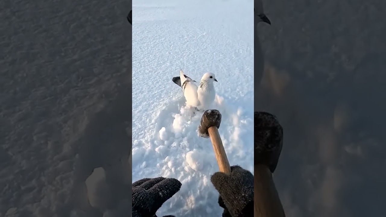 White Pigeon Stuck on Frozen Ice ❄️ POV Winter Rescue 
