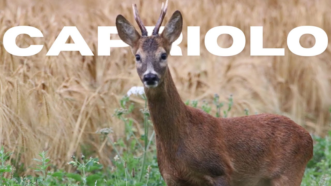 Lezione Mammiferi Appennino | Ep. 2: Il Capriolo – L'Architetto della Foresta
