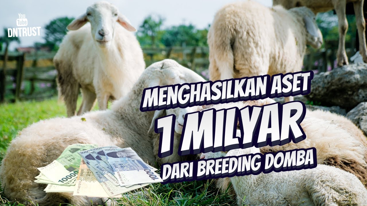 Menghasilkan Aset 1 Milyar Dari Usaha Breeding Domba Modern