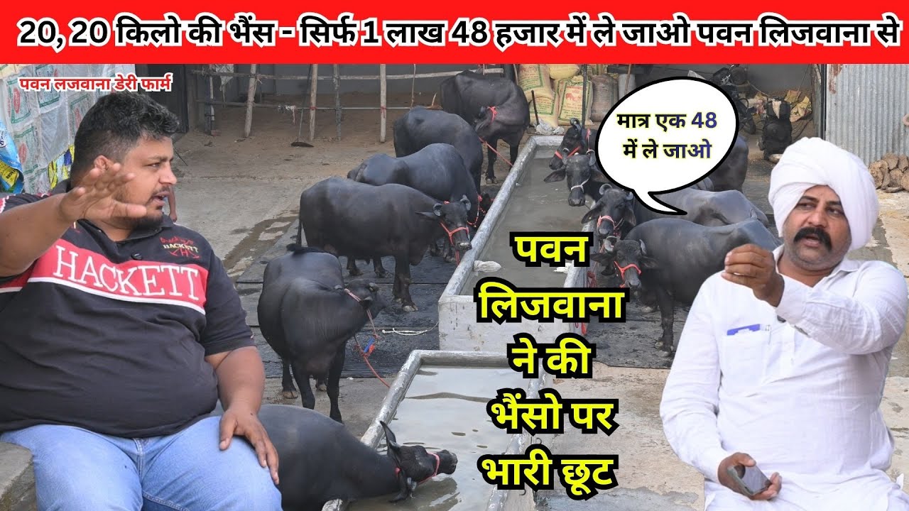 20, 20 किलो की भैंस - सिर्फ 1 लाख 48 हजार में ले जाओ पवन लिजवाना से  || Pawan Lajwana dairy Farm