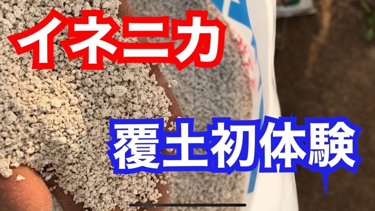 イネニカ初体験の巻