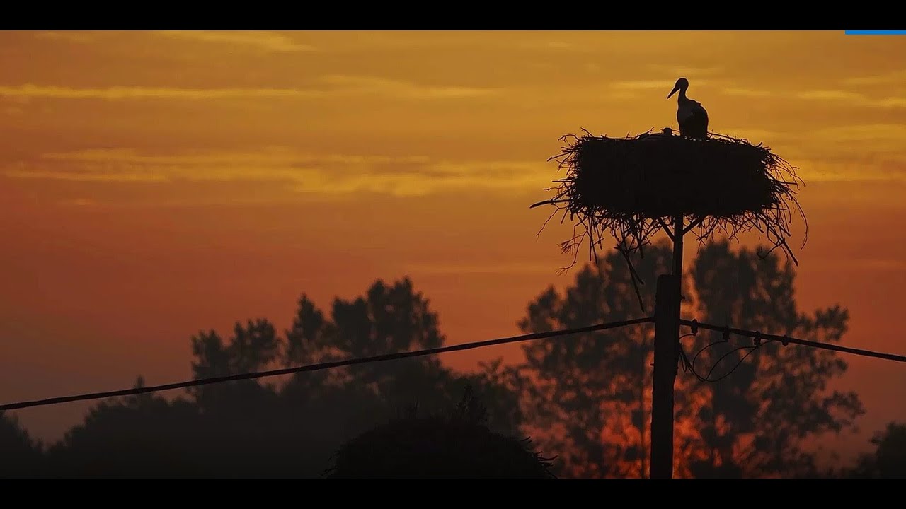 Bocian biały-film przyrodniczy