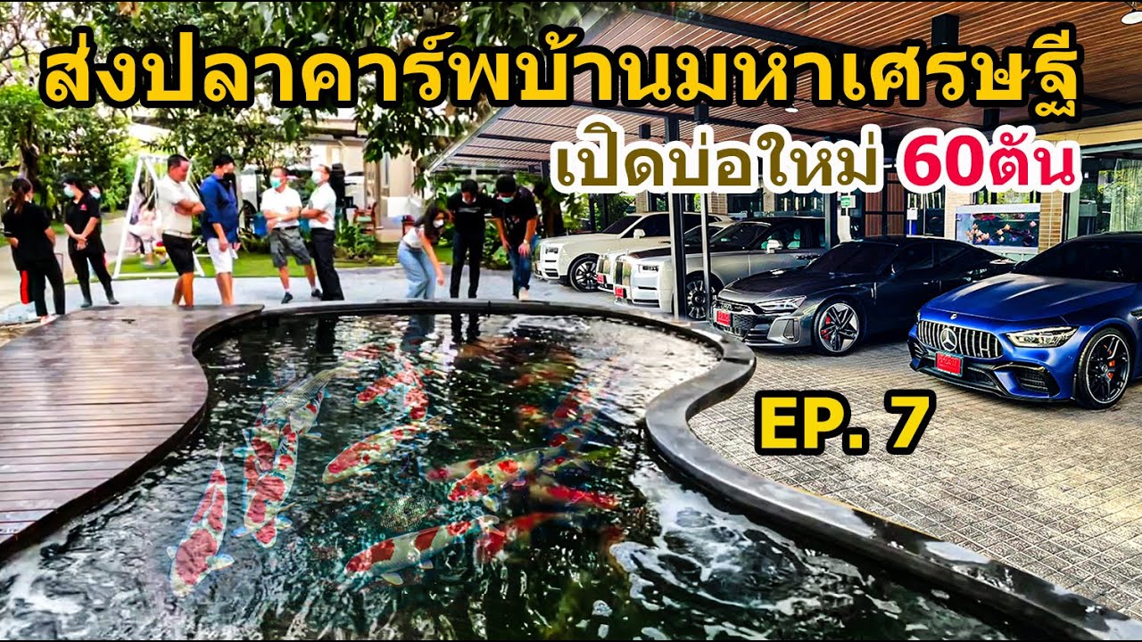 ส่งปลาคาร์พ บ้านมหาเศรษฐี คุณดิว EP.7 เปิดบ่อใหม่60ตัน ด้วยปลาคาร์พ Size 90cm. หลายสิบตัว