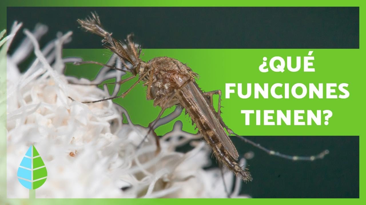¿Para qué SIRVEN los MOSQUITOS? 🦟 (Funciones e Importancia)