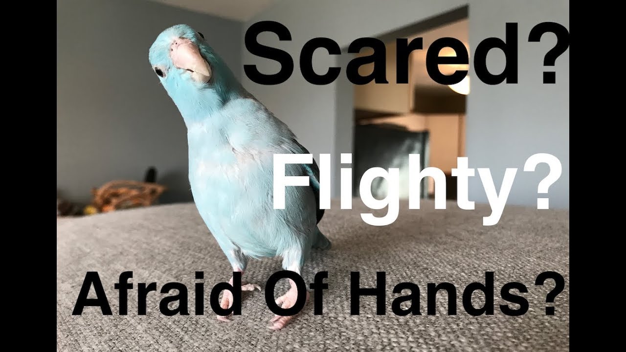 Overcoming Fears | Training Tutorial