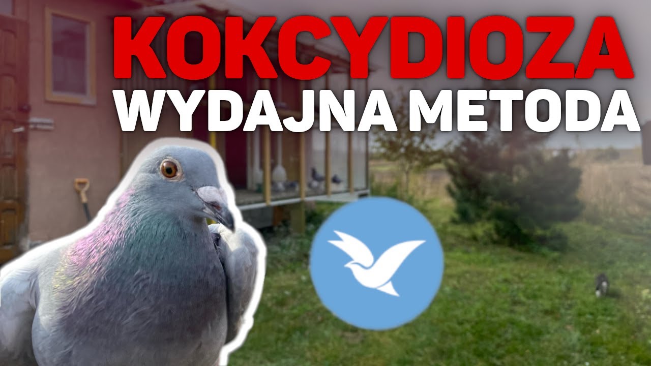 Кокцидиоз у голубей - эффективный метод