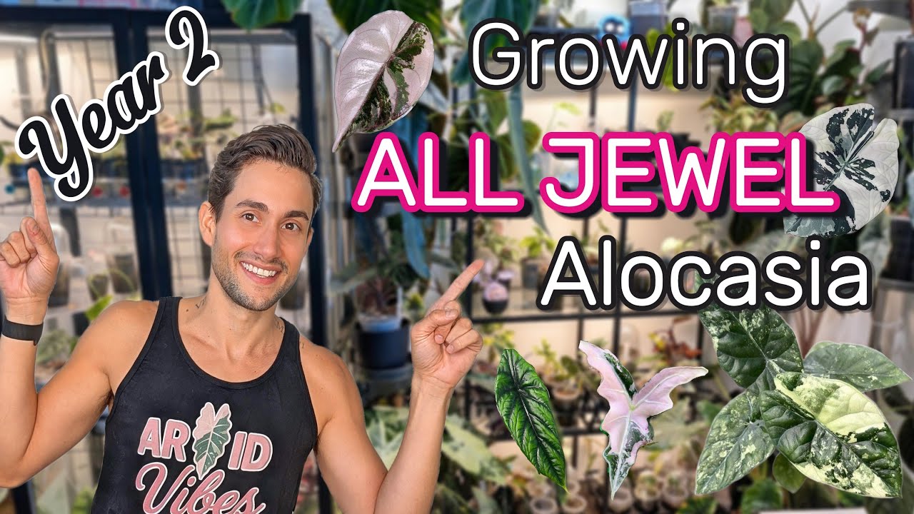 Growing ALL Jewel Alocasia | 2025 Update + 35 Rare Species & Variegated Cultivars
