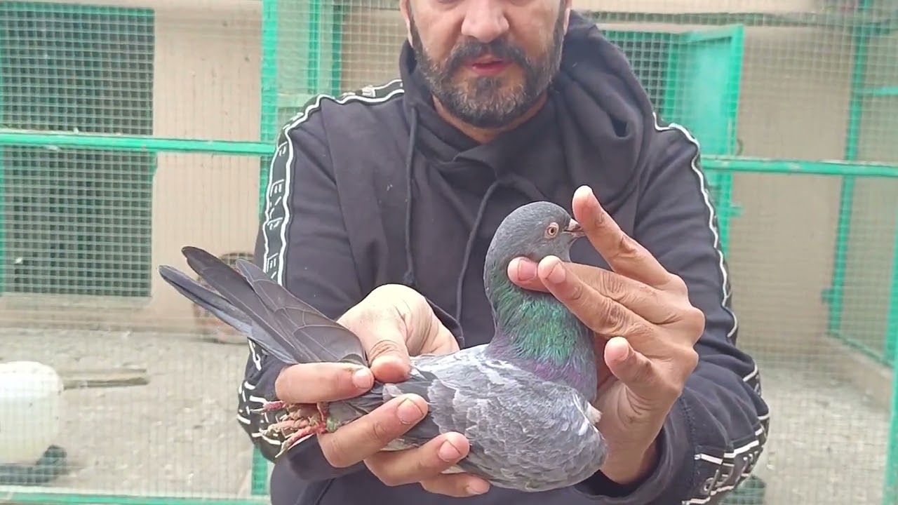 Dab wali breed and history super high quality pigeons