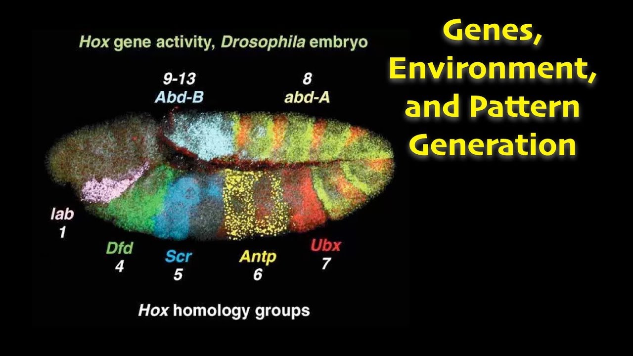 Genes, Environment, and Pattern Generation