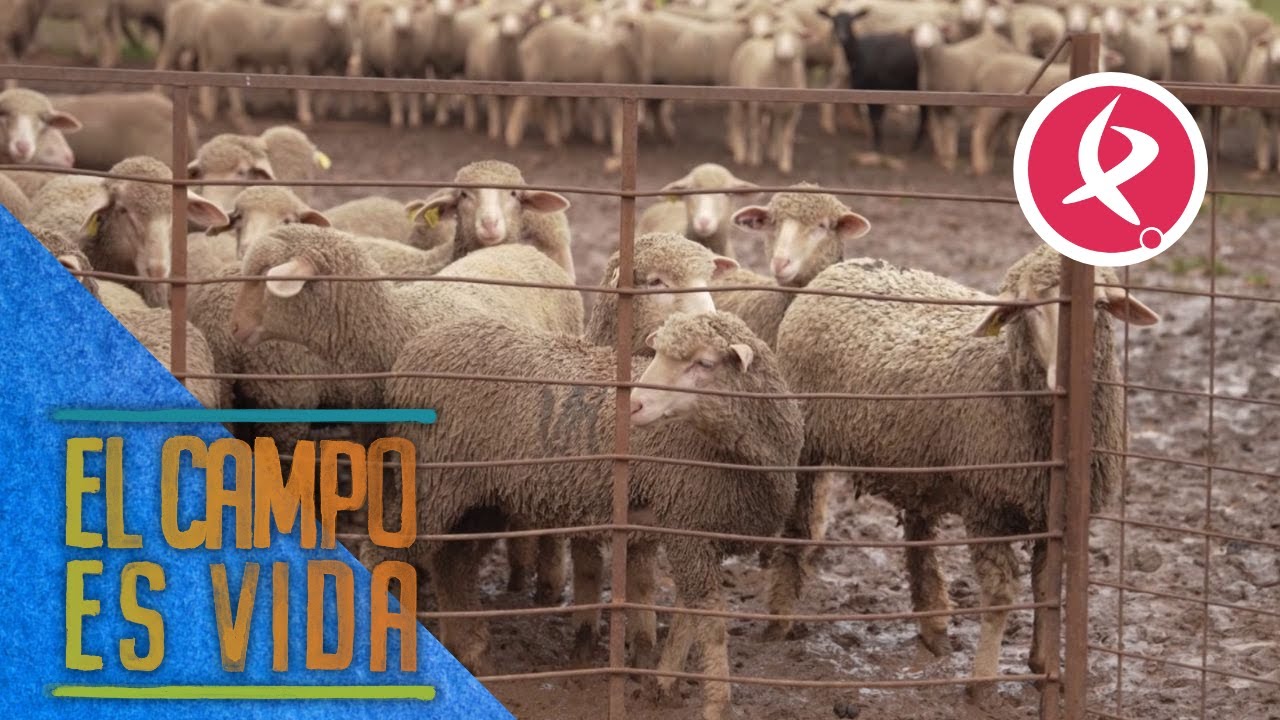 Las borregas jóvenes se la lían a Chabeli | El campo es vida