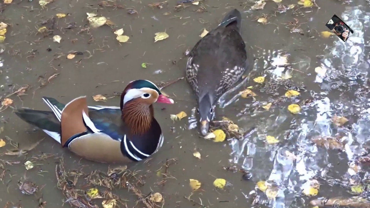 Le Canard  Mandarin fait sa   Parade amoureuse  - Zoo d'Upie  (Drôme)