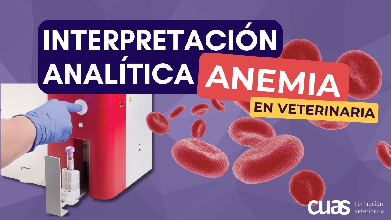 Interpretación analítica de la ANEMIA 🩸 en pacientes de Veterinaria de pequeños animales 🐶😺