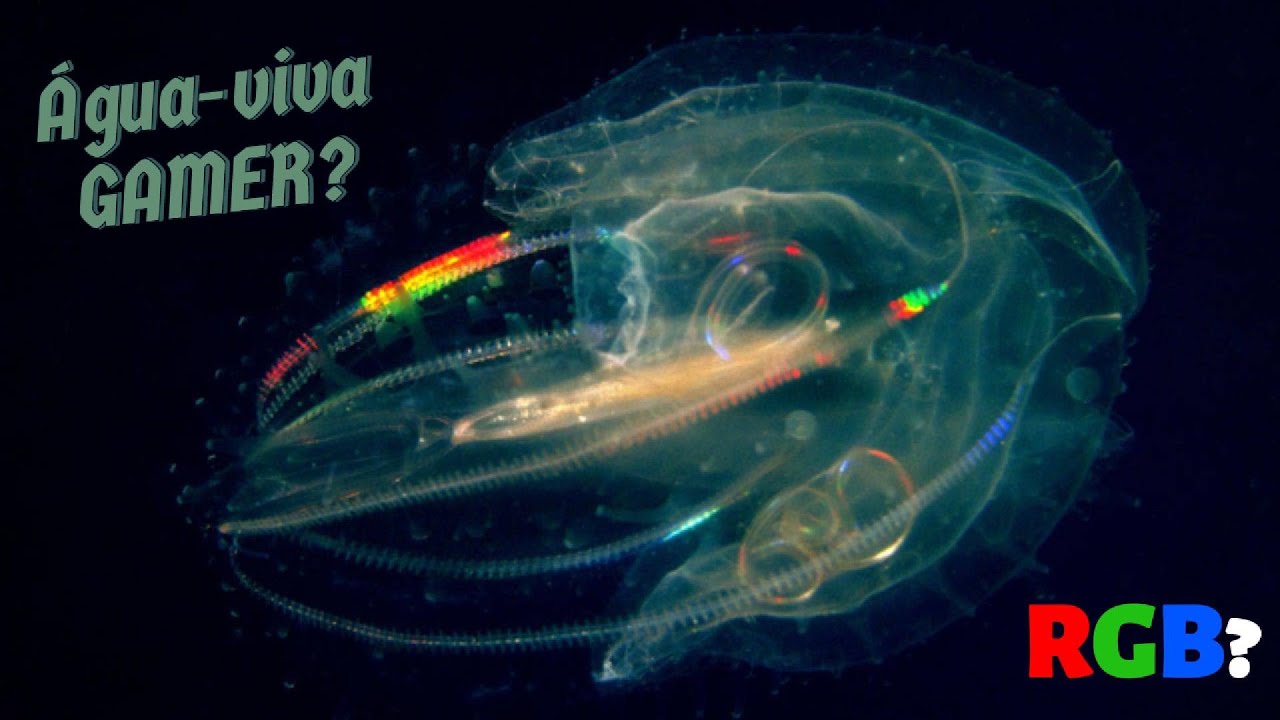 Filo Ctenophora: Águas-vivas-de-pente/Carambolas-do-mar.