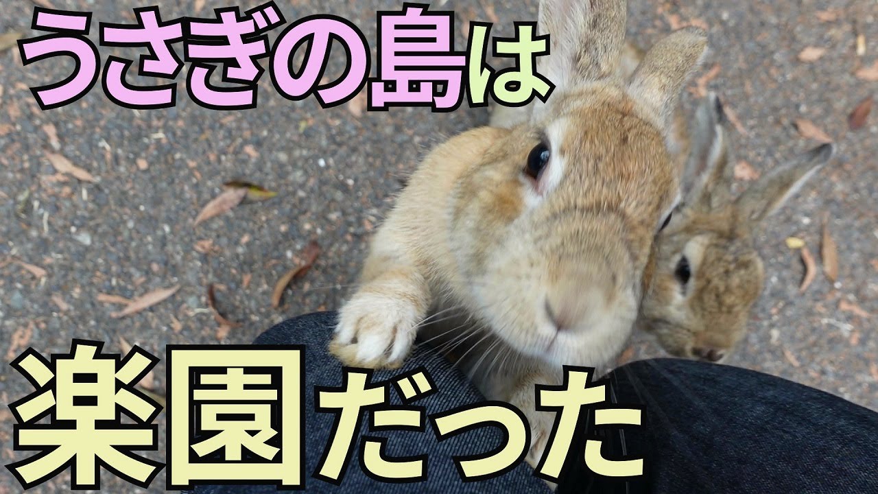 【うさぎの島】大久野島にうさぎに会いに行きました。そこは楽園でした。【休暇村大久野島】