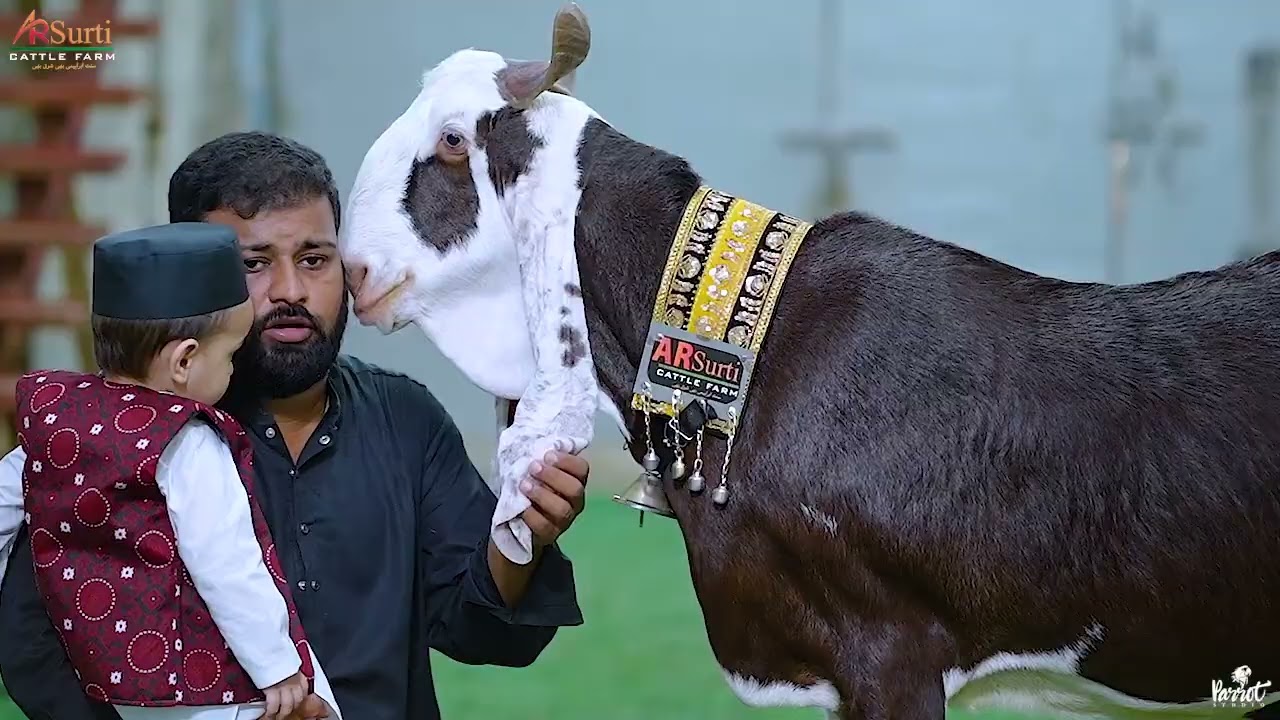 BIGGEST QURBANI KARACHI 2025