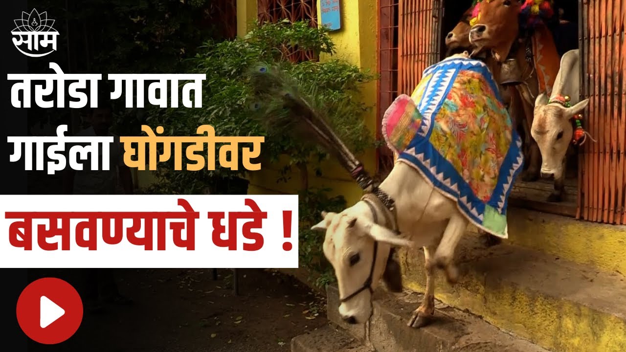 Yavatmal: तरोडा गावात गाईला घोंगडीवर बसविण्याचे धडे, जुन्या परंपरांच संवर्धन !