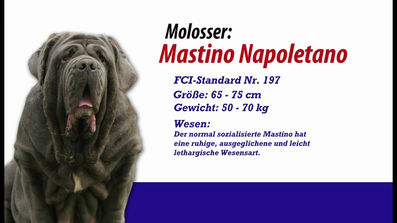 Meister PETz TV - Mastino Napoletano Molosser