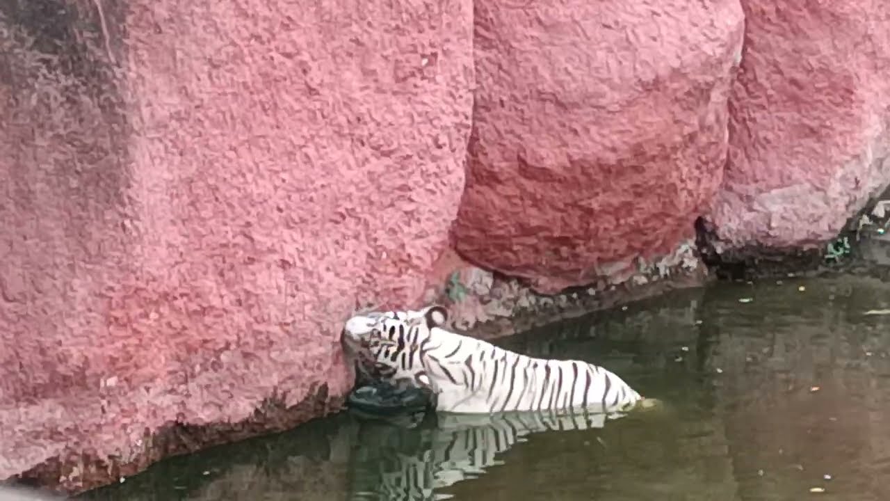White Tiger in Nehru Zoological Park Hyderabad, White Tiger enjoying In Water at Zoo Park Hyderabad