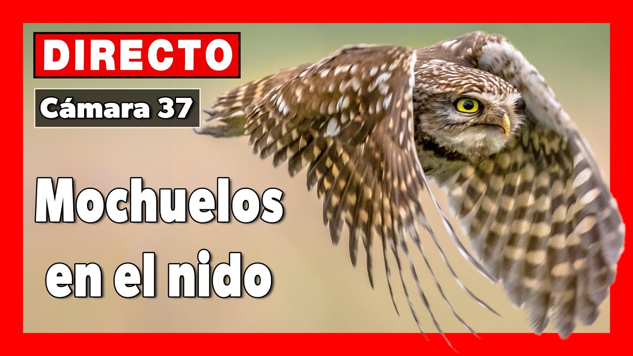 🦉 Mochuelos 🔴 DIRECTO (Cámara 37 Madrid)