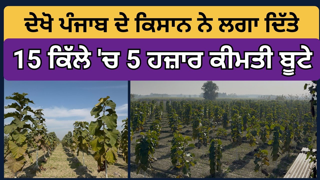 ਦੇਖੋ 15 ਕਿੱਲੇ 'ਚ 5000 ਕੀਮਤੀ ਬੂਟੇ - ਪੰਜਾਬ ਦੇ ਇਸ ਕਿਸਾਨ ਨੇ ਲਗਾ ਦਿੱਤੇ 15 ਕਿੱਲੇ ਚ ਸਾਗਵਾਨ ਹੀ ਸਾਗਵਾਨ