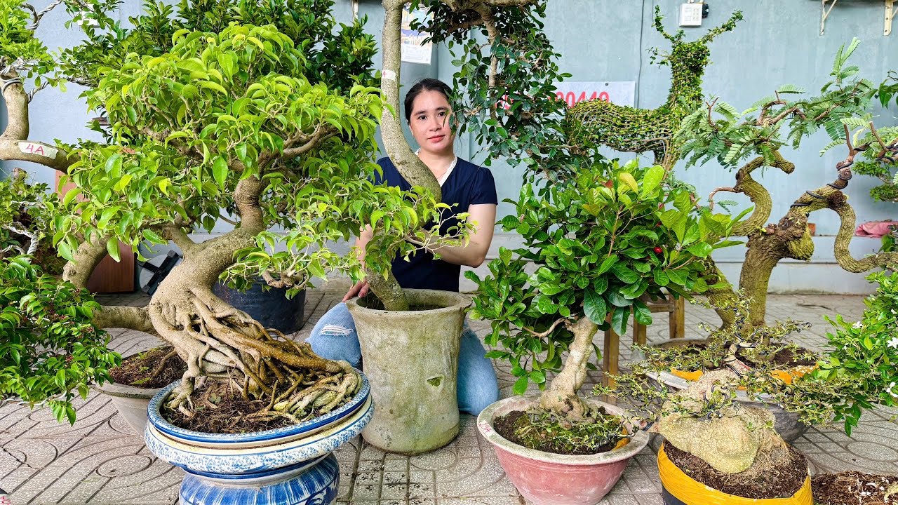 Thúy An 29/9 mới đẹp bình dân - Lô Cây Cảnh Bonsai Đa Dạng Phong Phú Hoa Trái Đủ Loại