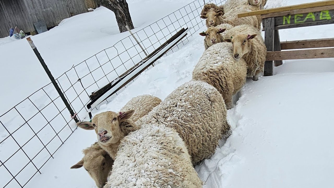 Lambing Season Starts With A Blizzard!!