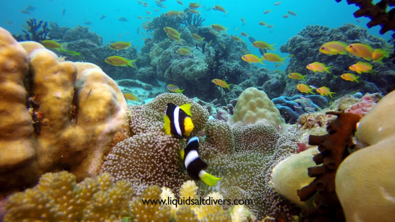 Diving in Baa Atoll - Maldives