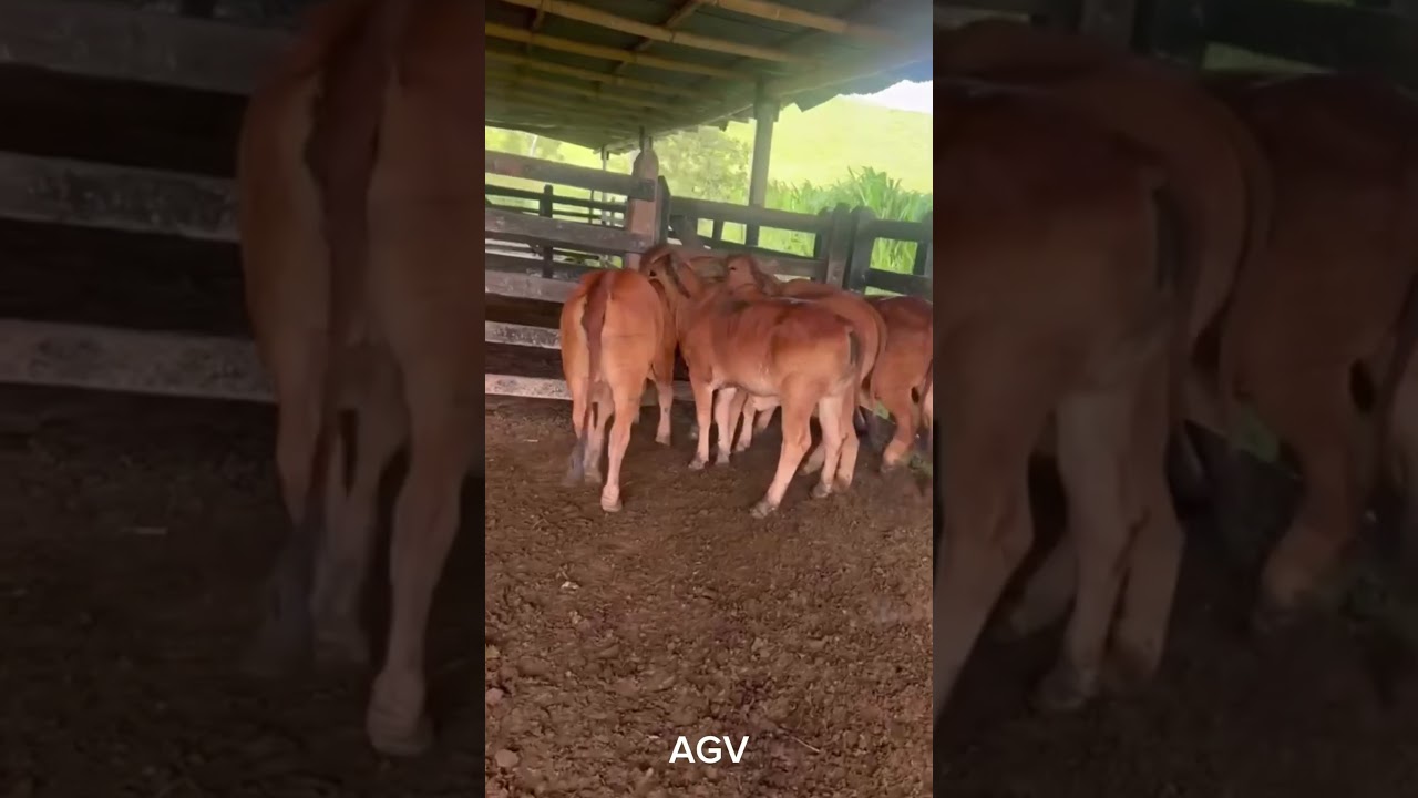 Terneras brahman 🐮