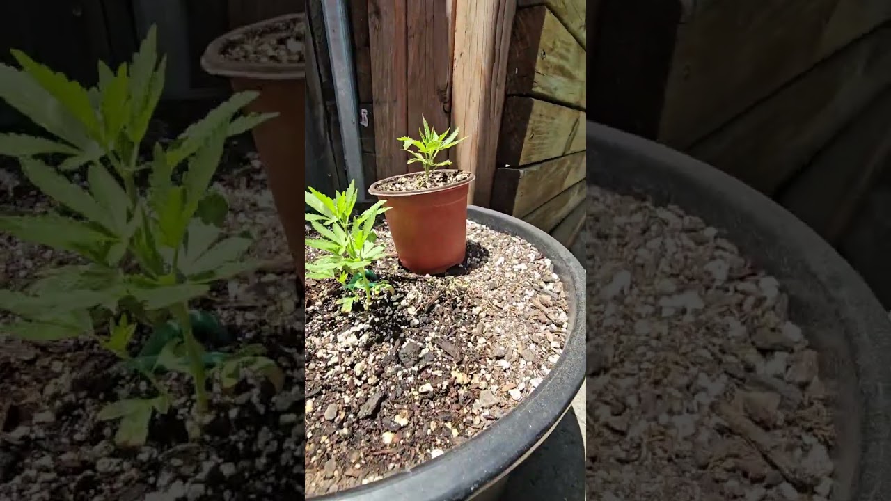humidity dome help the plants grow #youtubeshorts #firsttimegrower #smokeweedeveryday #cannabis