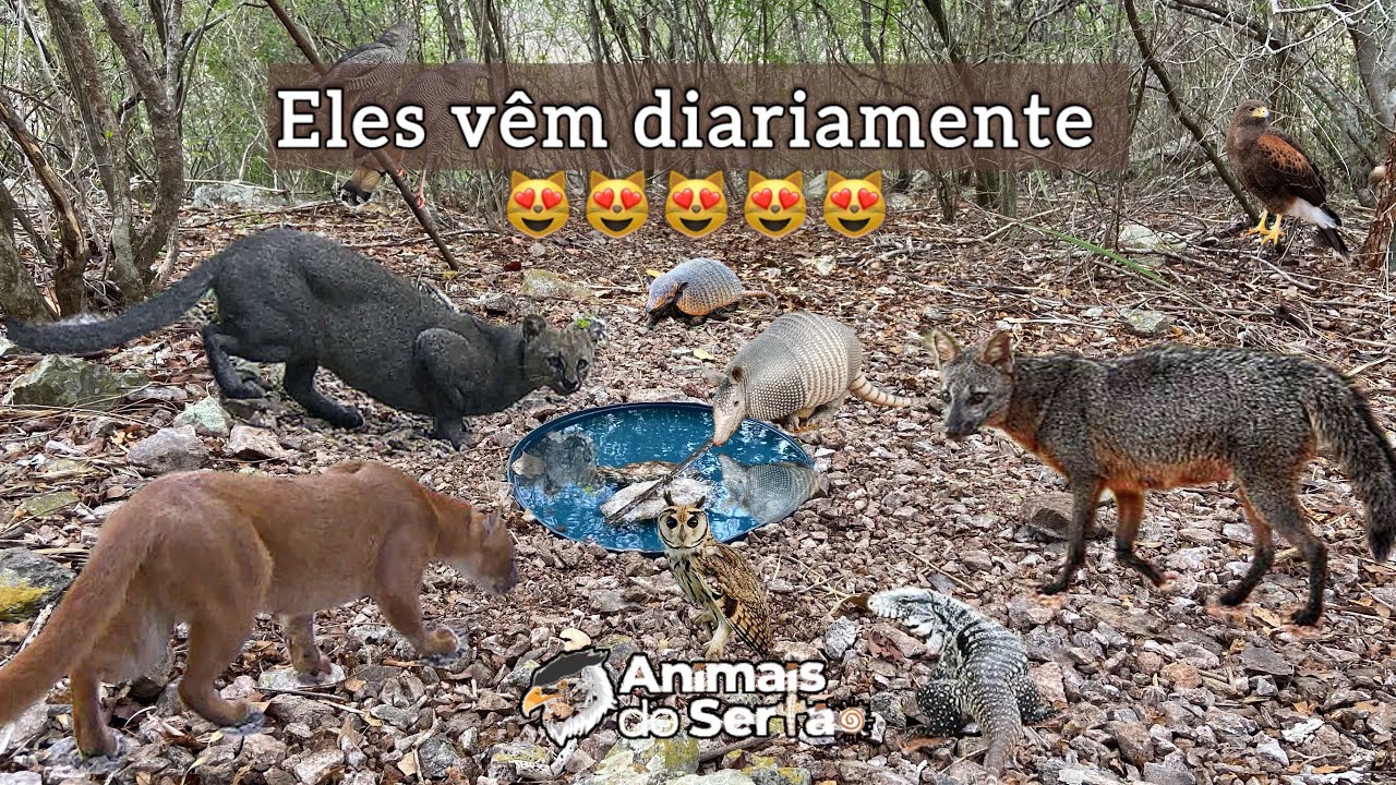 DIVERSAS ESP&Eacute;CIES DE MAM&Iacute;FEROS E AVES VISITARAM ESSE BEBEDOURO | FELINOS, RAPOSAS, CORUJAS, REPTEIS