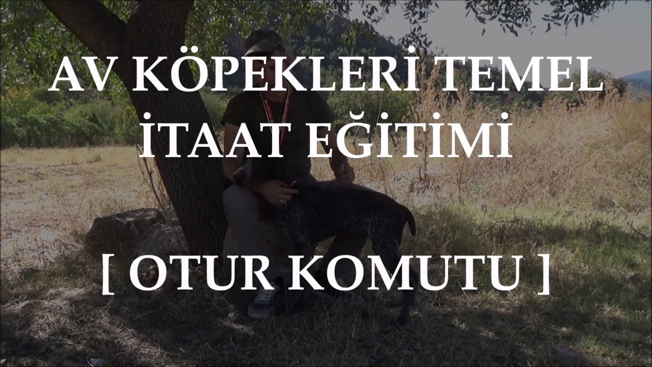 AV KÖPEĞİ OTUR KOMUTU NASIL ÖĞRETİLİR ?  | hunting dog training | дрессировка охотничьих собак