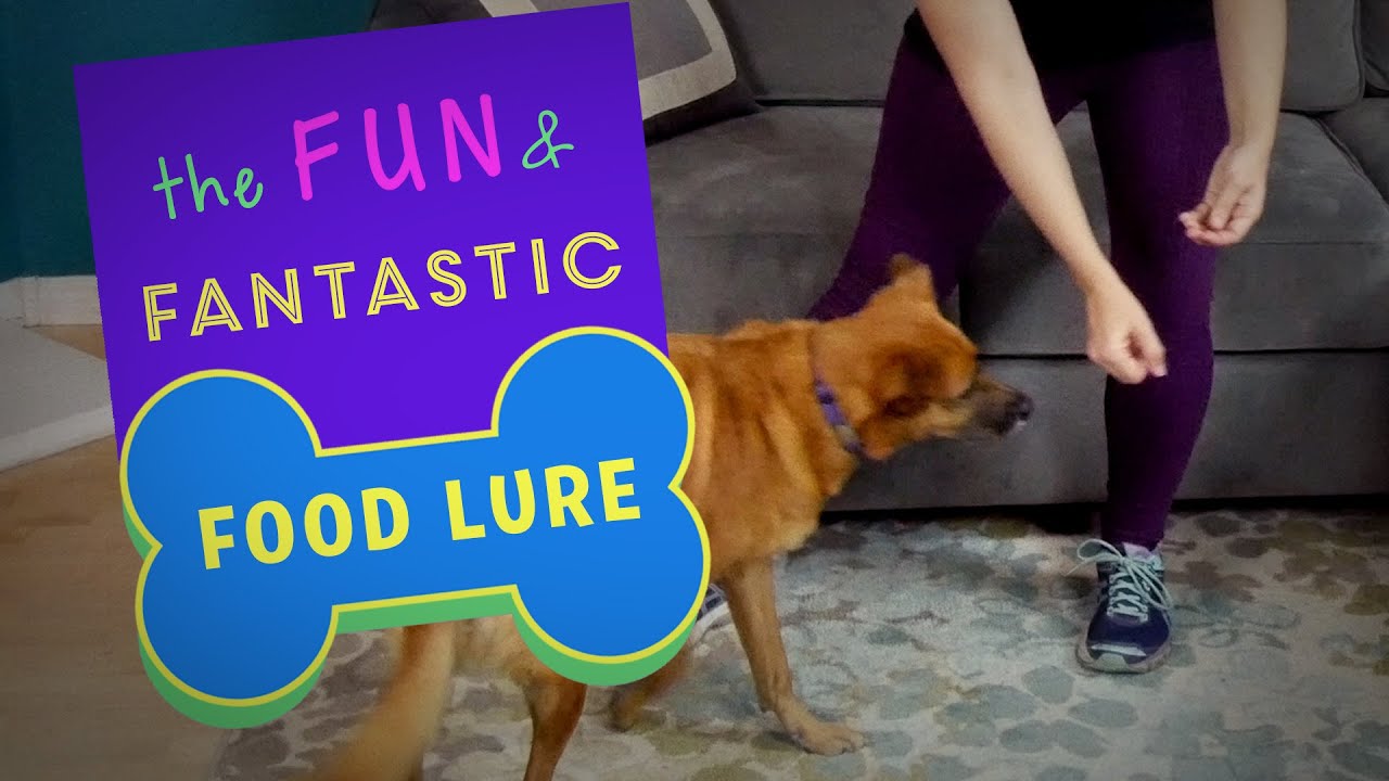 The First Thing To Teach Your Dog: The Lure | Feet & Paws