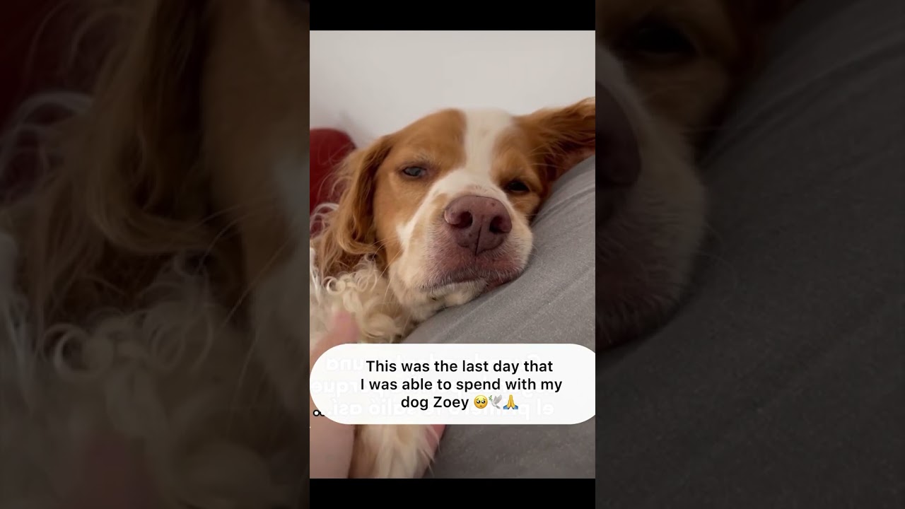 My dog’s last days 🐕❤️ 