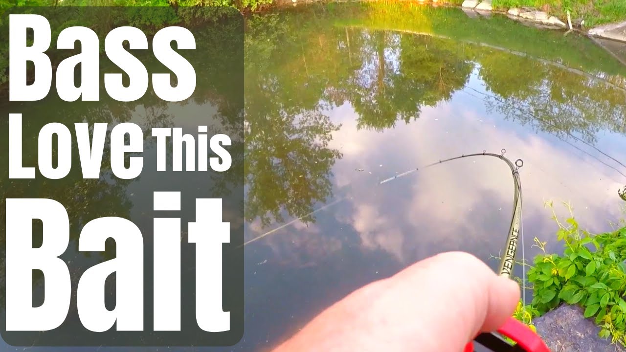 Bank Fishing for Bass in Upstate Ny - Erie Canal Bass Fishing