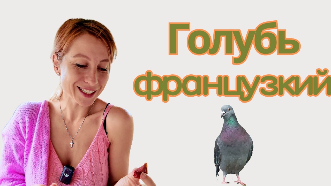 Французкий голубь - деликатес аристократов
