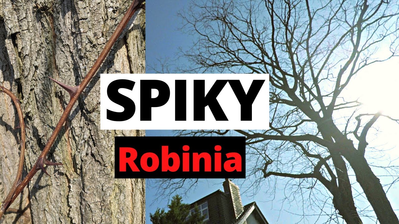 [RAW] Pruning A Robinia (Locust Tree)