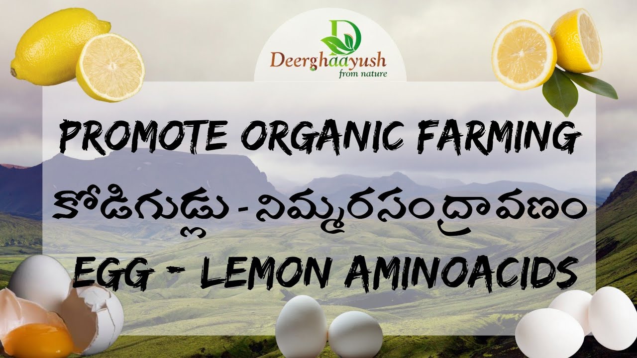 కోడిగుడ్లు నిమ్మరసం ద్రావణం| Egg - lemon amino acids| #organicfarming#deerghaayush #naturalfarming