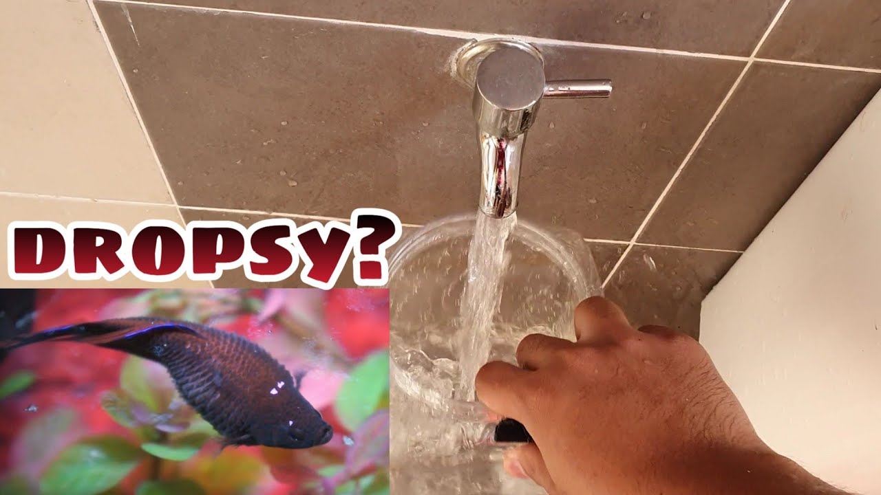 PENYAKIT IKAN LAGA: DROPSY