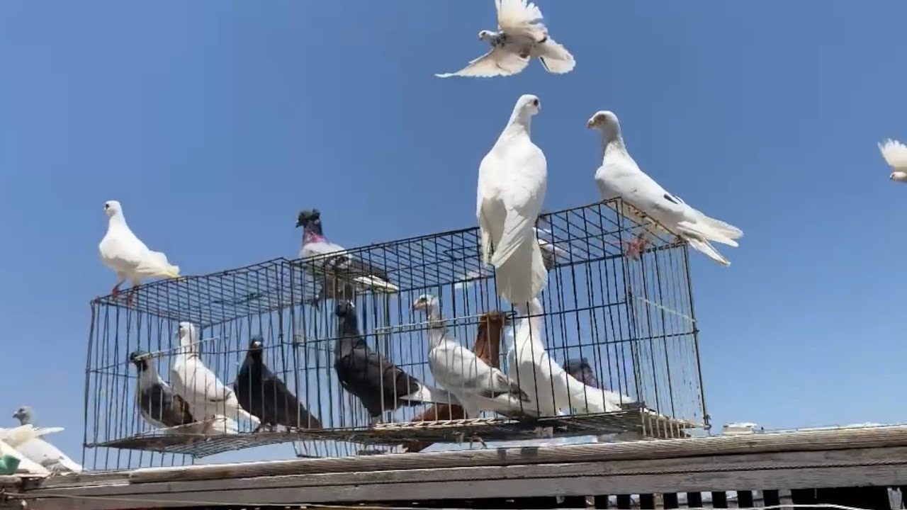 تثيت الزغاليل فتحت 16 زغلول اول خروج ليهم الحلقة(8)
