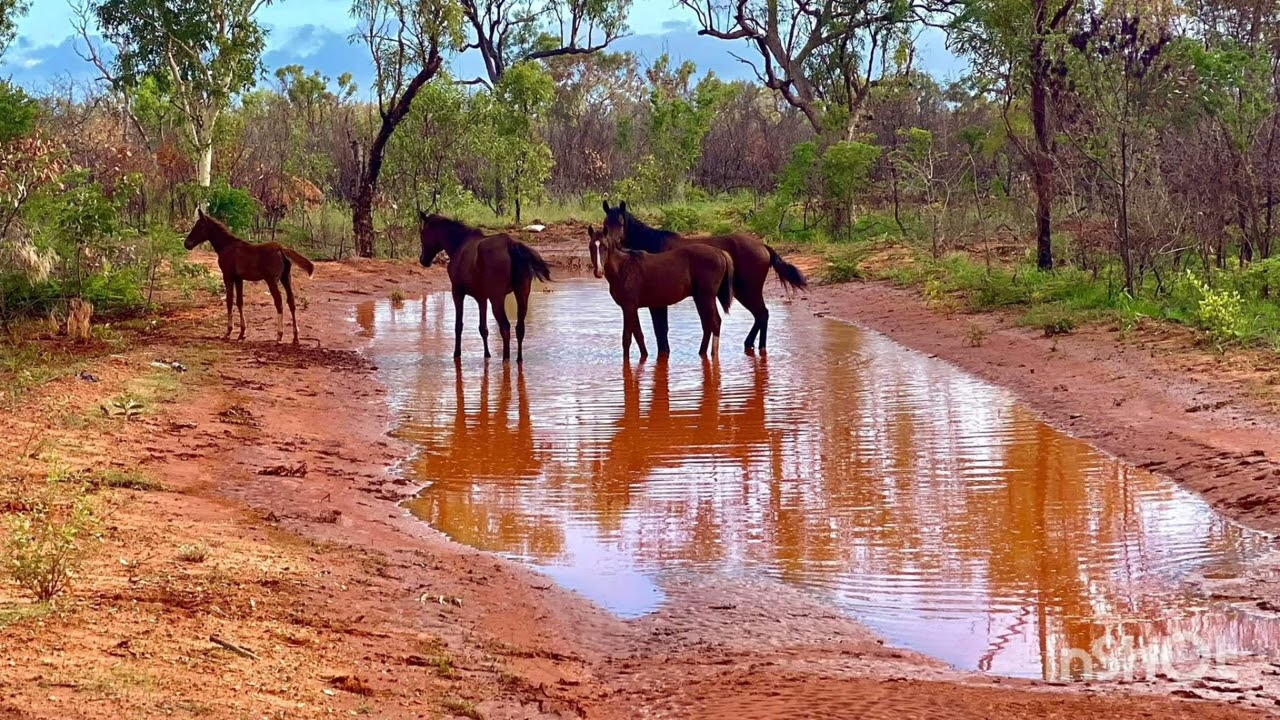 Daryl Braithwaite -Horses (Cover)#1