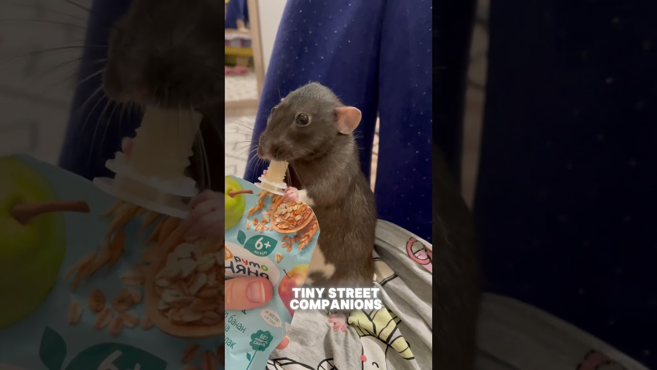 Paris Rats