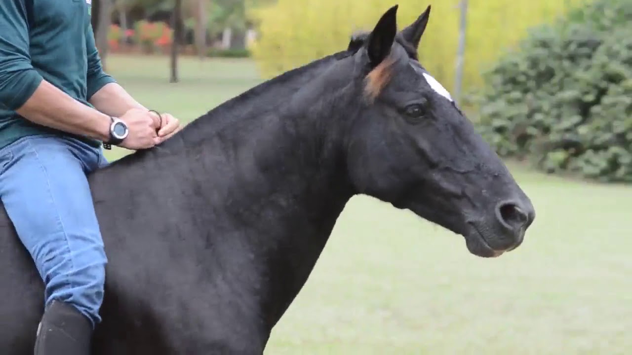 BEABISA -  &Eacute;gua Crioula