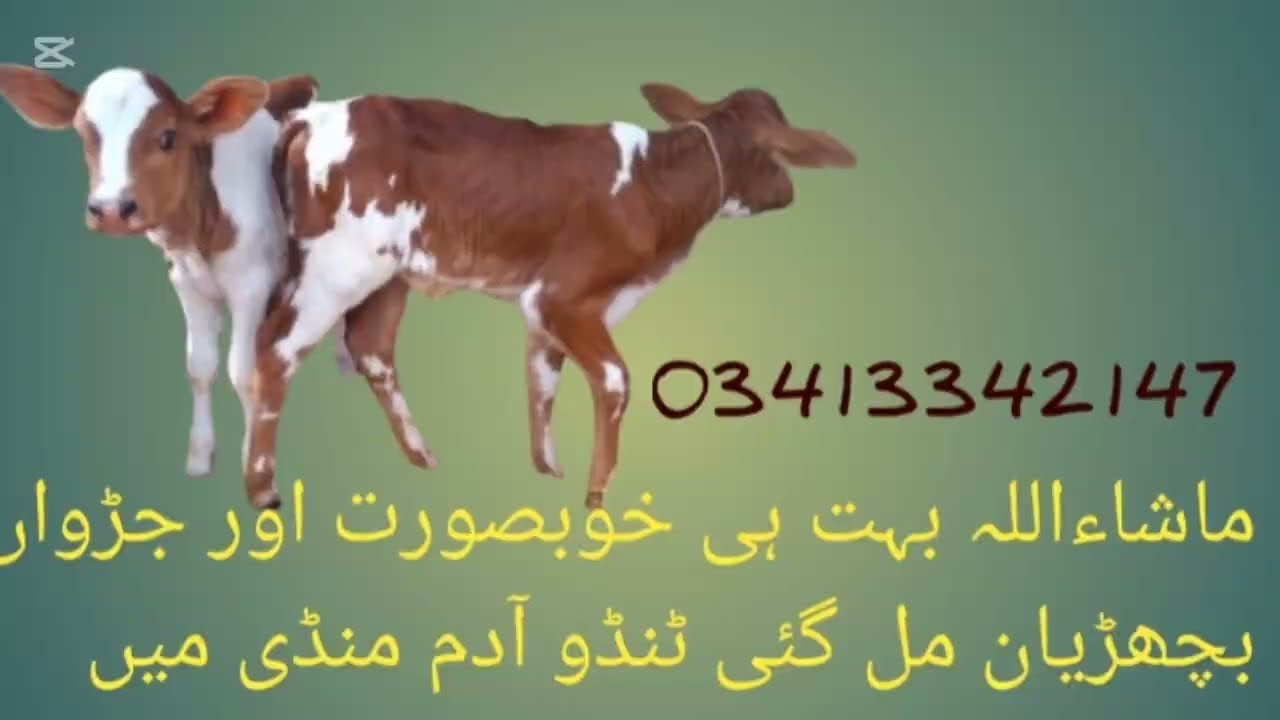 ماشاءاللہ بہت ہی خوبصورت جانور اور جڑواں بچھڑیان مل گئی ٹنڈو آدم منڈی میں 