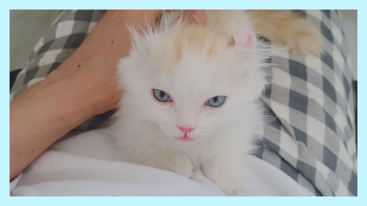 The Kitten was very angry with me and the other cats