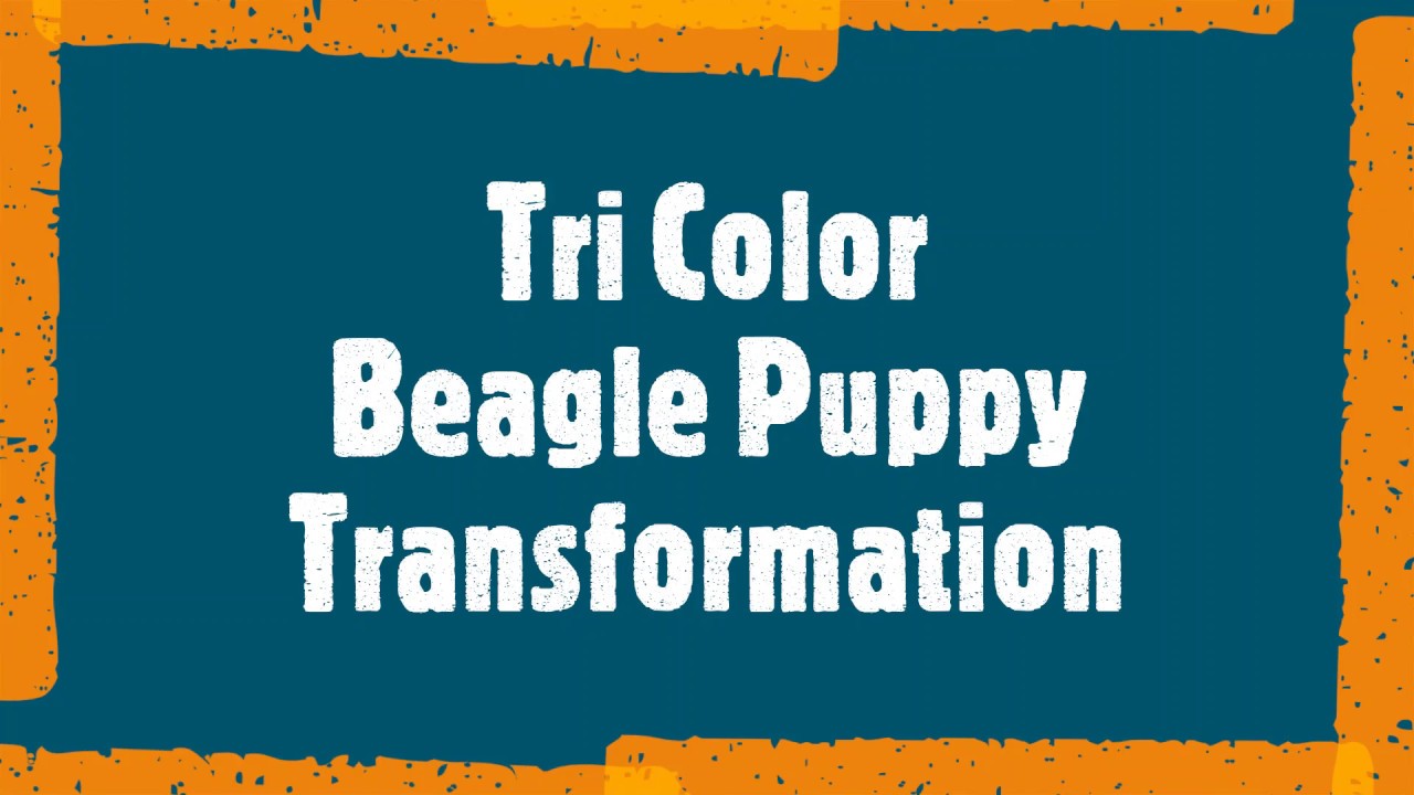 Tri Color Beagle Puppy Transformation