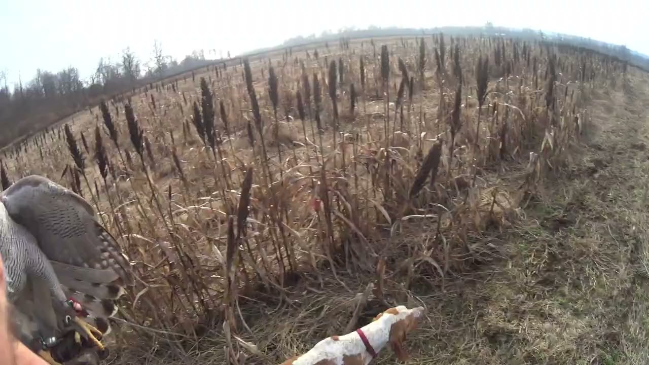 ASTORE TAIGA CATTURA FAGIANO AL VOLO SOPRA IL SORGO